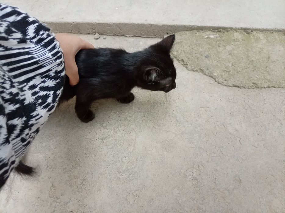 Erkak. Toza uy mushukchalari