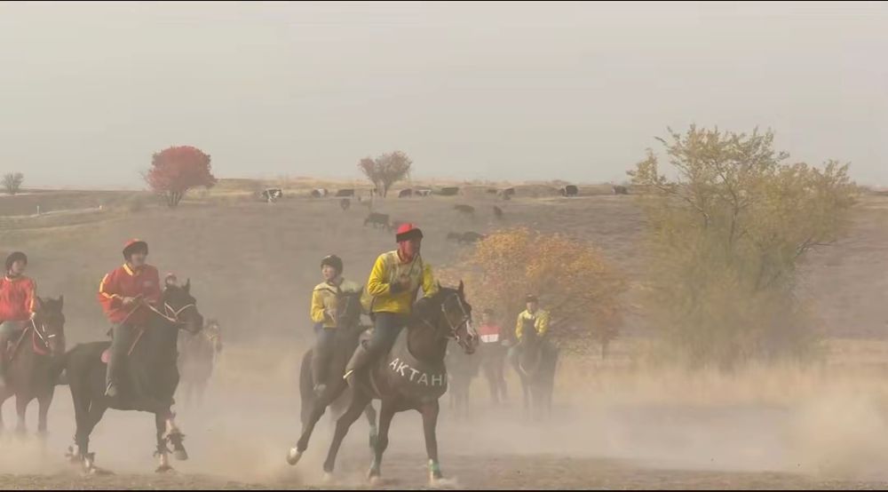 Айгыр сатылады..