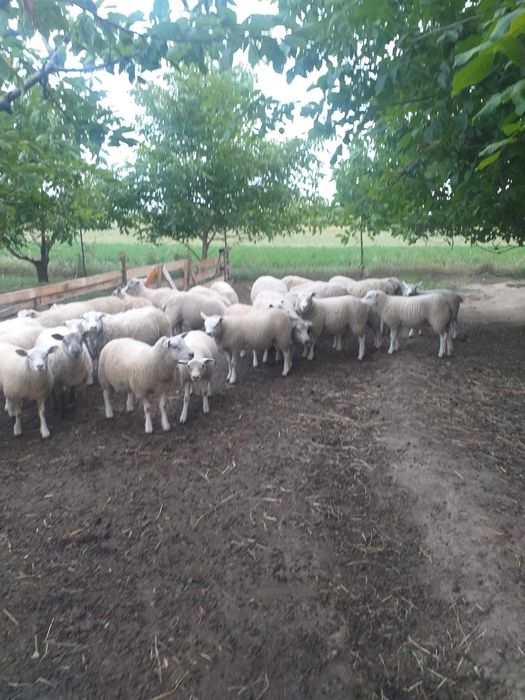 Vand berbecut rasa de carne Texel