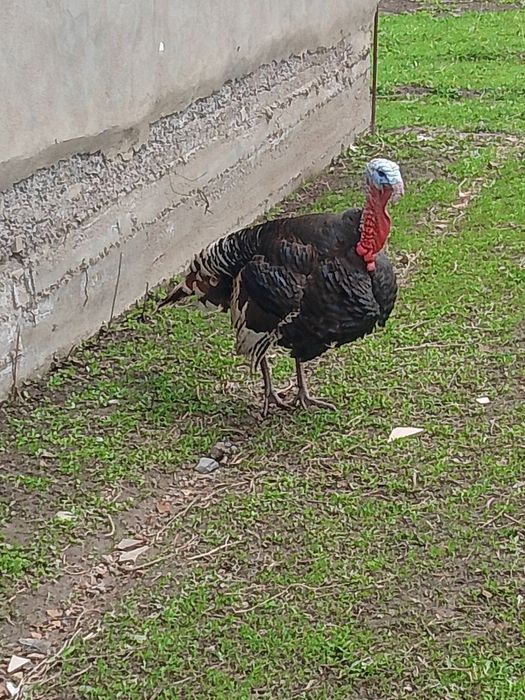 Индюк 30 000 тенге