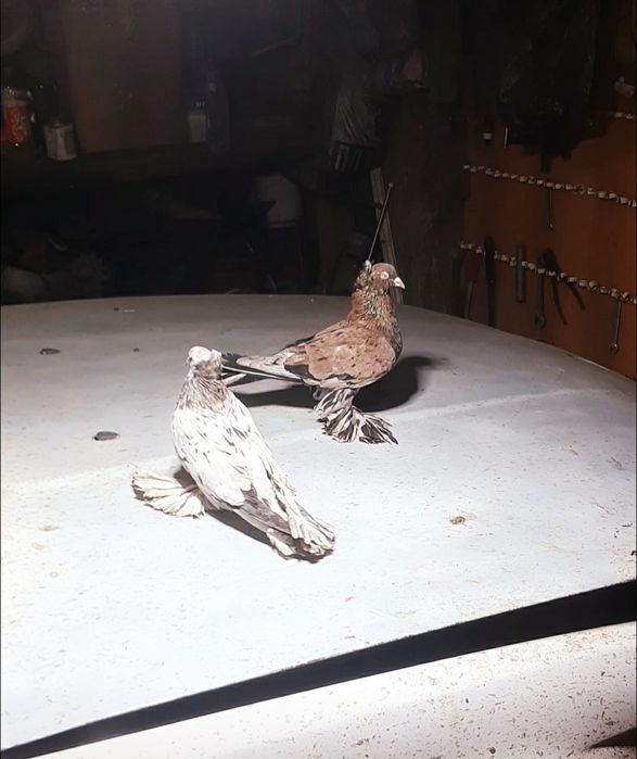 Северокавказкие голуби