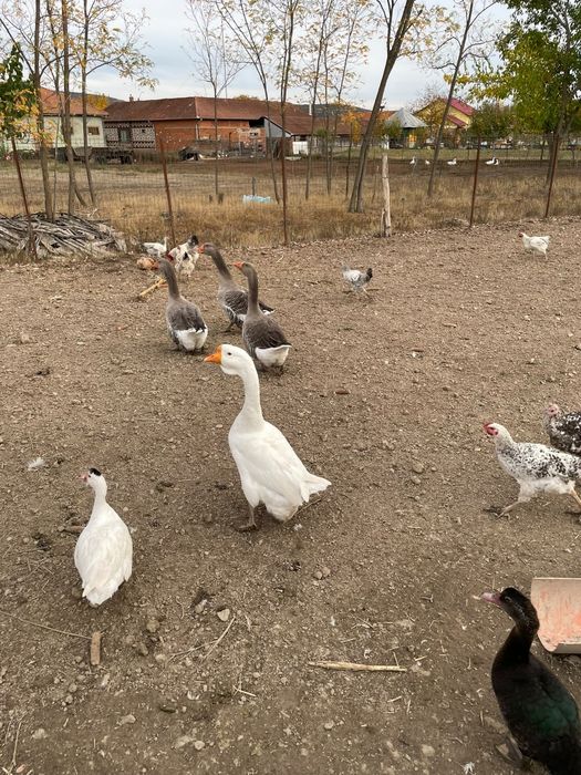 De vânzare gâște