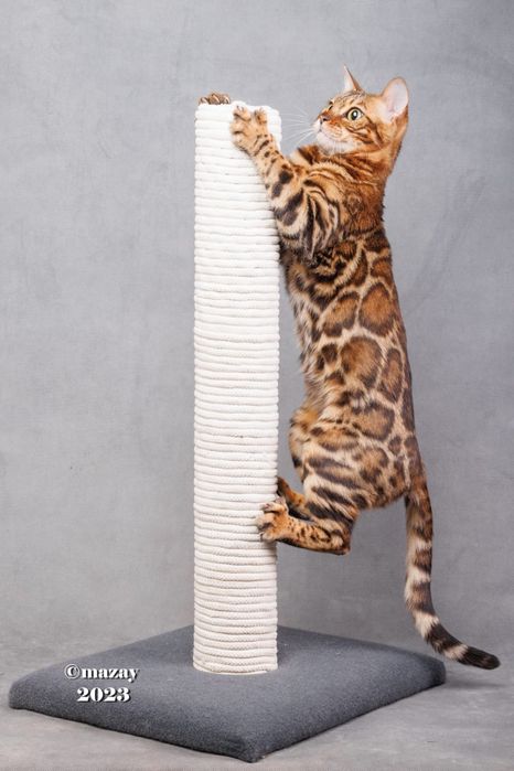 Бенгальские котята