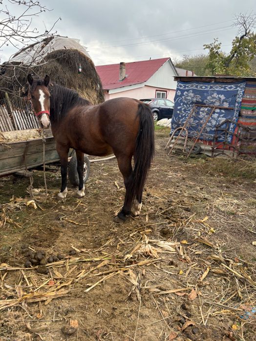 Cal de vânzare detalii în privat