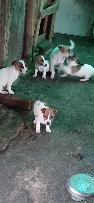 Джак ръсел. Три месечни ваксинирани. 300 лв