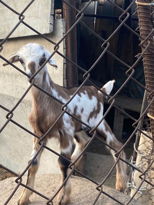 Лақтар тез арада сатылады