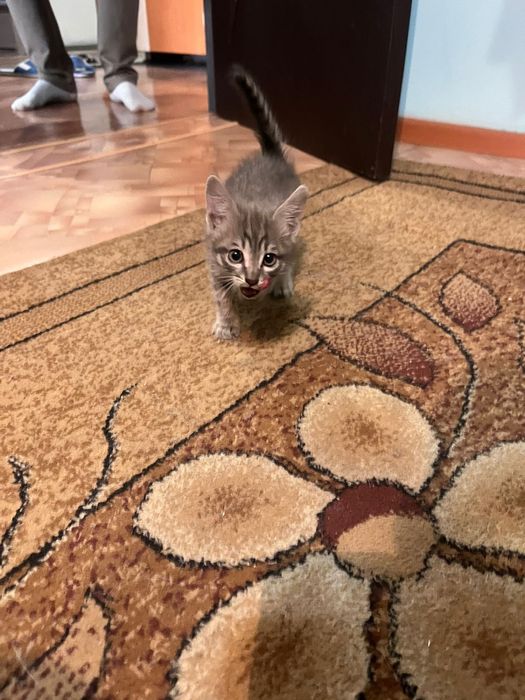 Отдам котенка в добрые руки