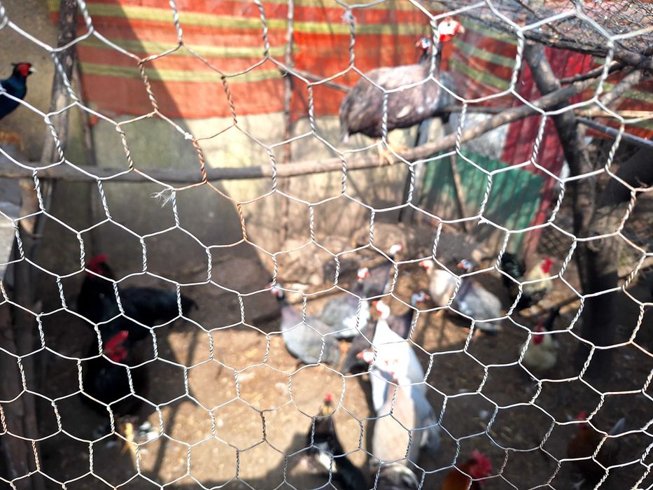 Bibilici si gaini pitice