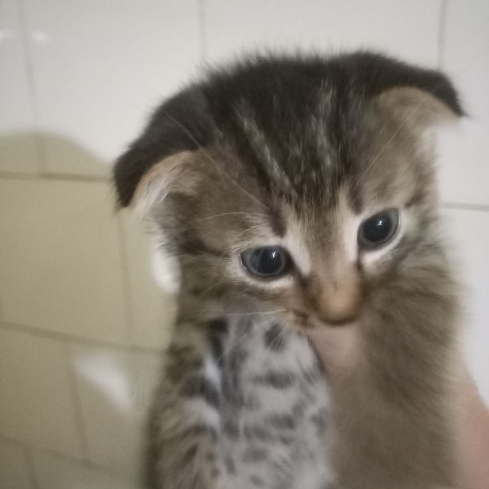 Вислоухие котята 1 месяц мальчики и девочка