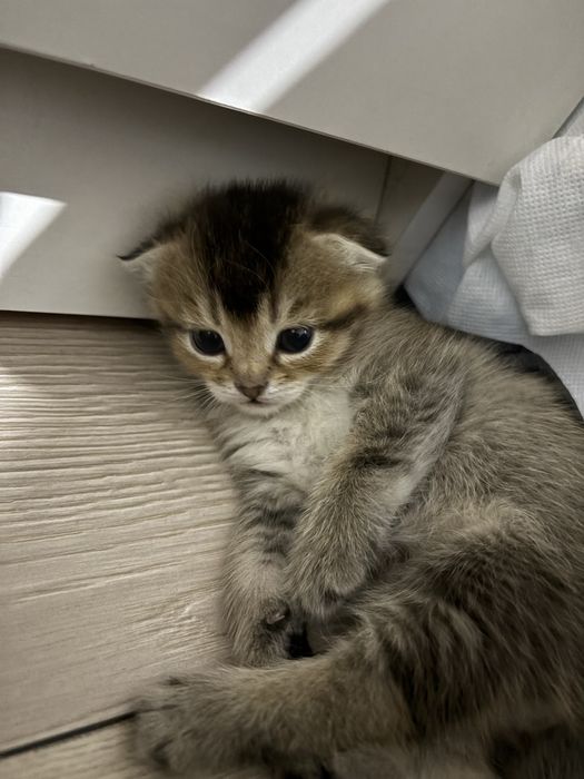 Шотландско-британские котята