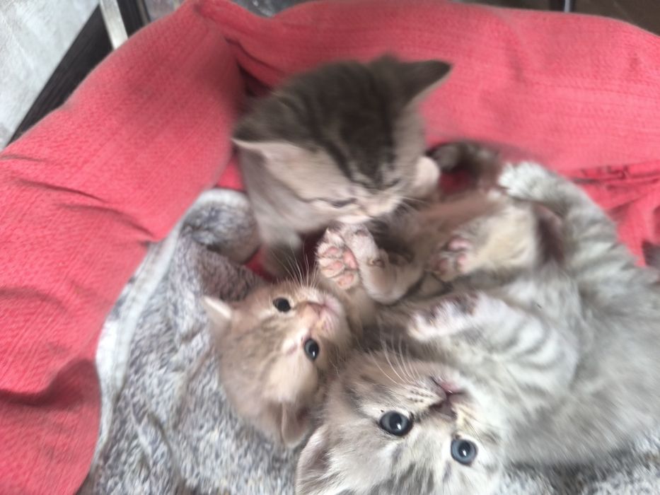 Британские котята