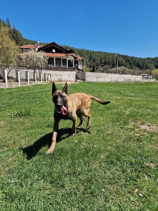 Невероятен Белгийски Малиноа – Роден за работа и спорт!