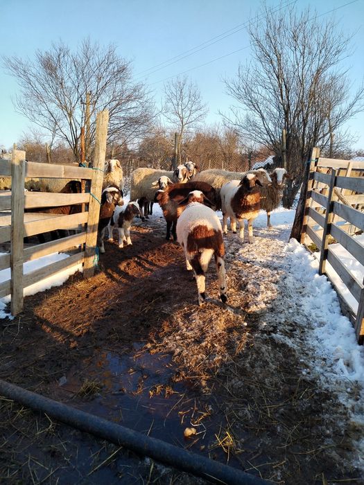 Vând oii de rasă