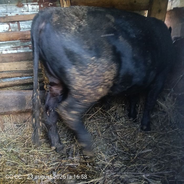 Vând Taur Angus 1
