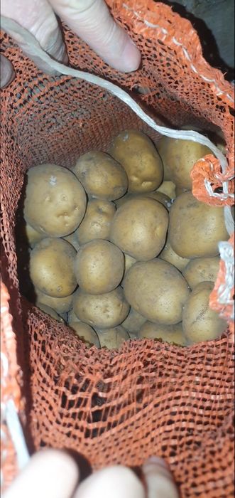 Картошка домашняя