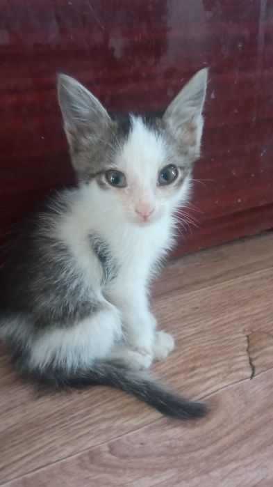 Отдам в хорошие руки