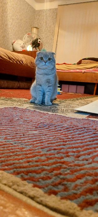 Scottish fold erkak 1yosh. Toza zot