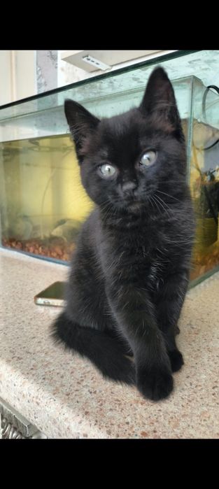 Котенок в добрые руки