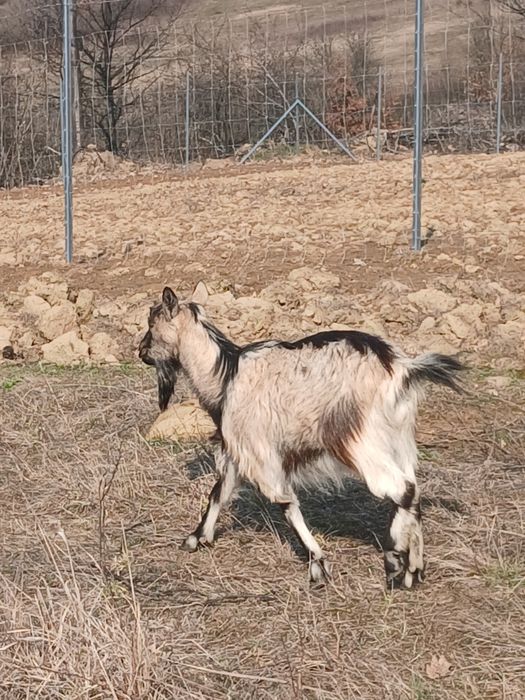 Vind un tapisor si o ieduta pentru sacrificar