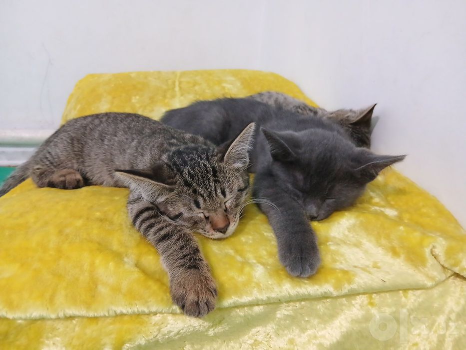 Котята в подарок