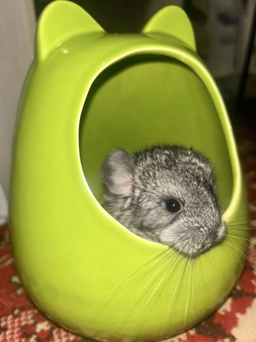 Шиншилла. Щенок. 3 месячный. Девочка