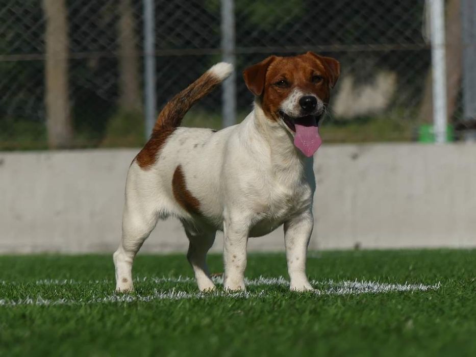 Джак Ръсел, родословие