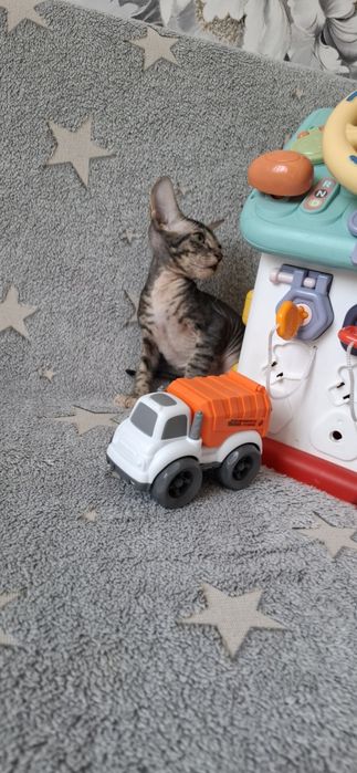 Котята канадского сфинкса