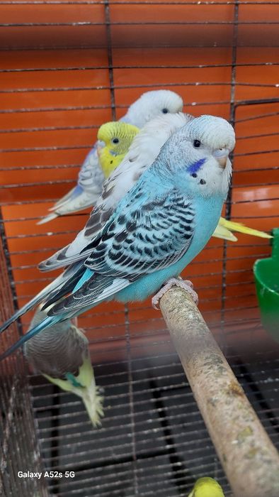 Perusi.Nimfe.Micul Alexandru.