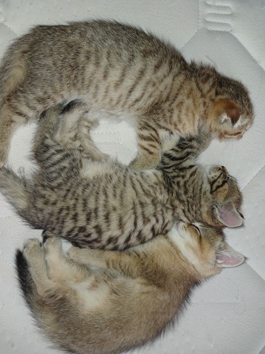 Британские котята