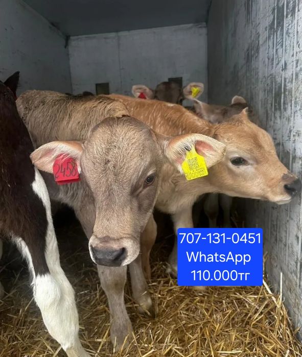 Телята Ангус телки бычки Ангус бұқалары мен құнажындары