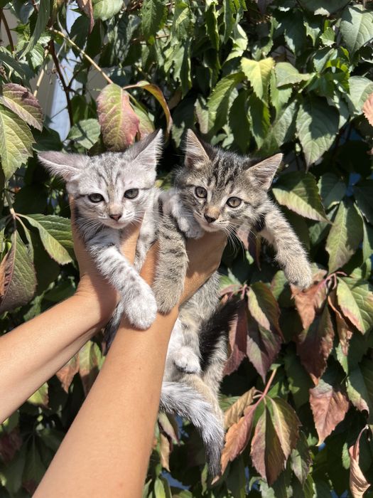 Миленькие котята
