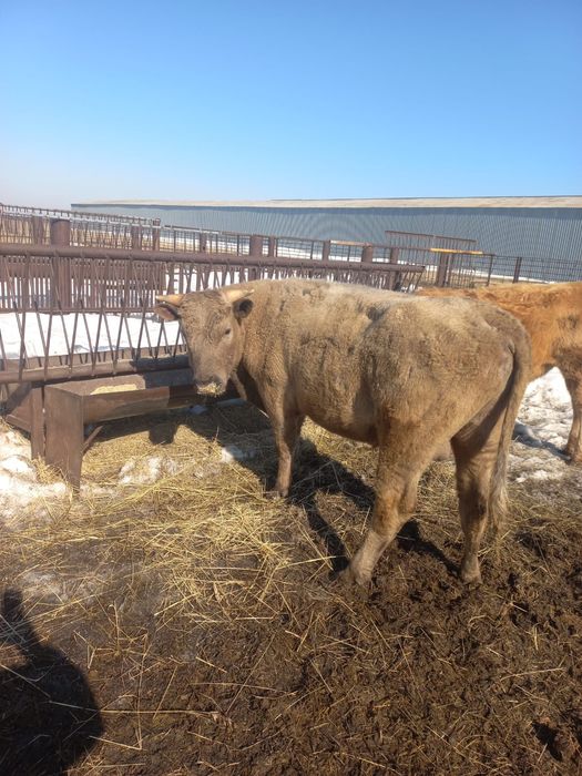 Продам КРС (4 быка)