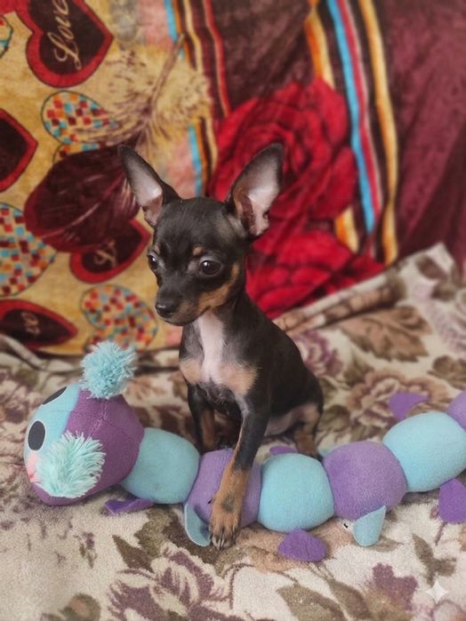 Продам щенка той терьер мини