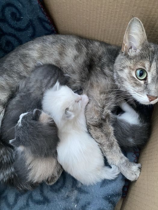 котята бесплатно в добрые руки