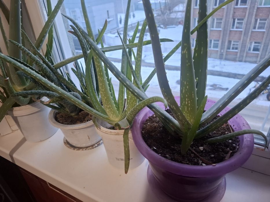 Продам алоэ вера лечебный