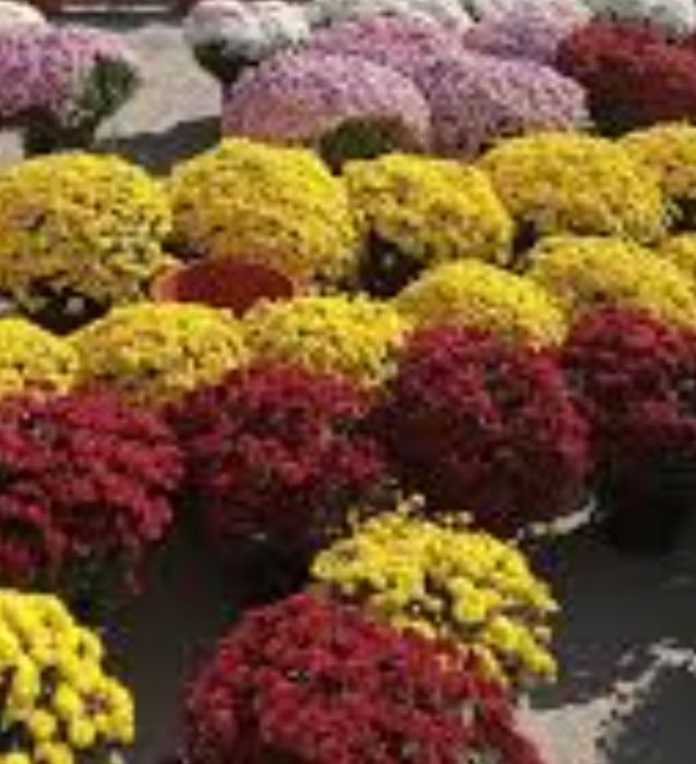 Daromadli biznes xrizantema