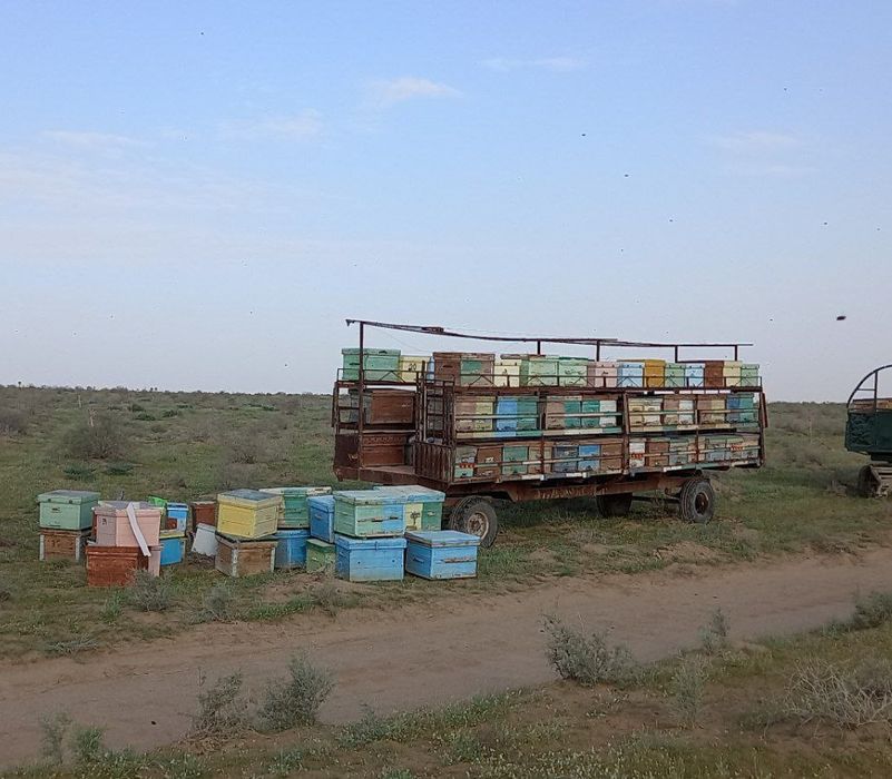 Асалари павилиони билан сотилади