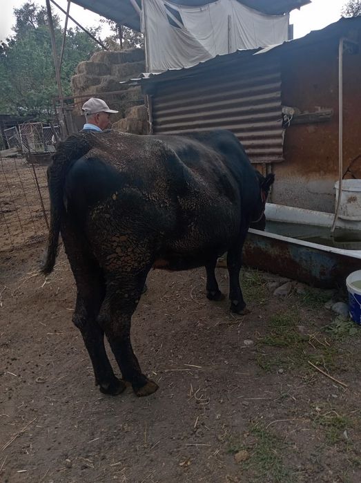 Корова продажа срочно