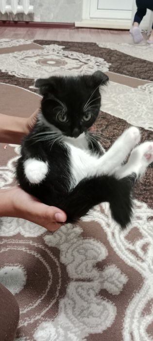 Отдам котят в добрые руки