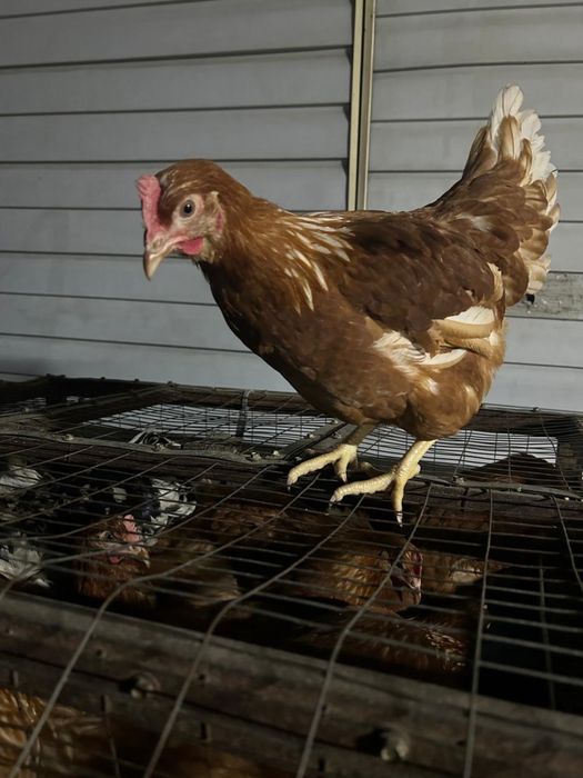 Ломан Браун 6 месяцев