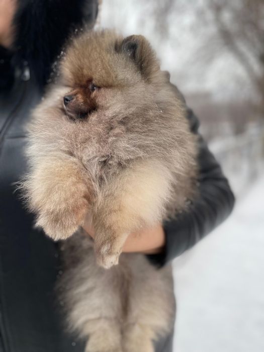 Продаётся шикарный мальчик