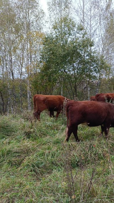 Казахское белоголовый