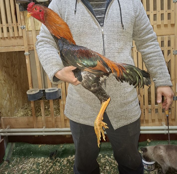 Дакан петух бойцовые