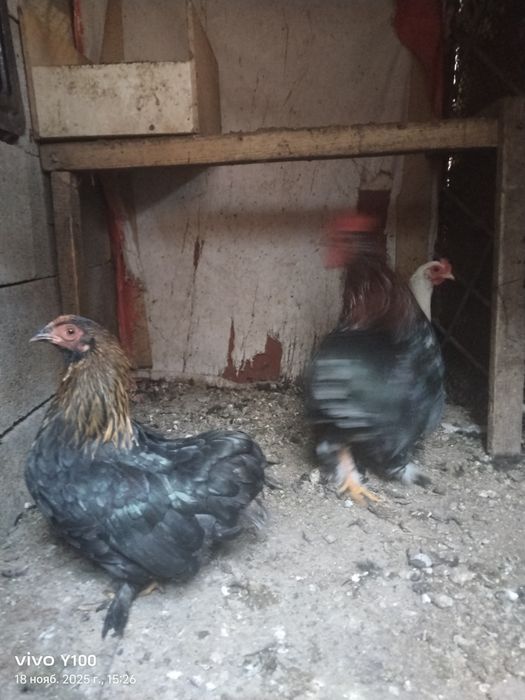 Семейство карликов