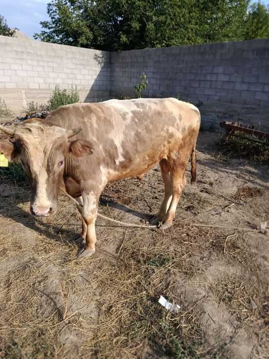Продам бычка цена 550