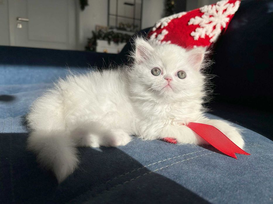 Pisicuță adorabilă Scottish Straight Longhair, cu Pedigree