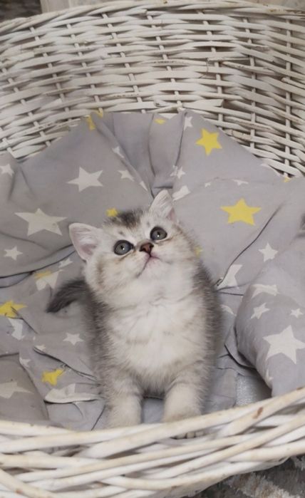 Шикарные котята от правильной вязки