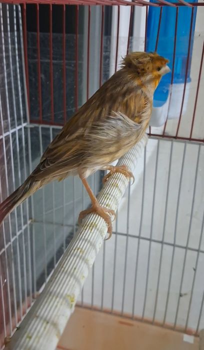 Чубатый самец канарейкалар сатылады.