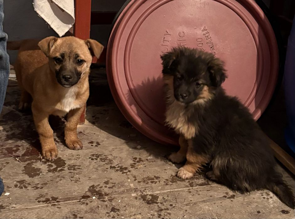 Adoptie 4 pui de catel