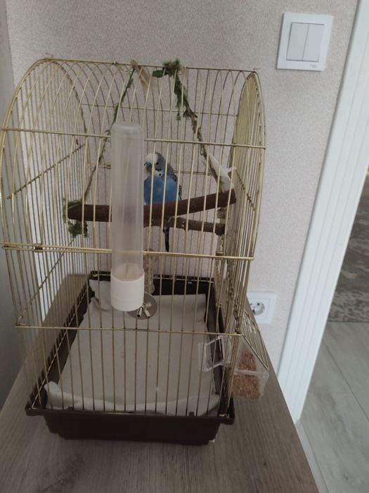 Волнистый попугай